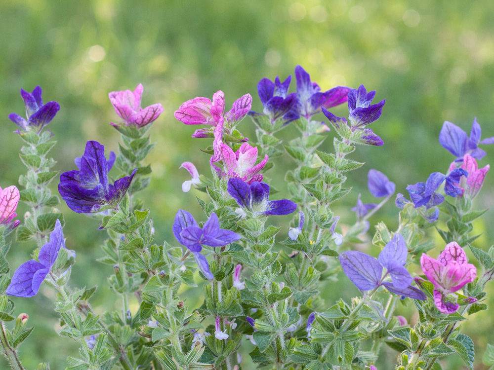 Saatgutbox ,Bienen Care Paket‘  