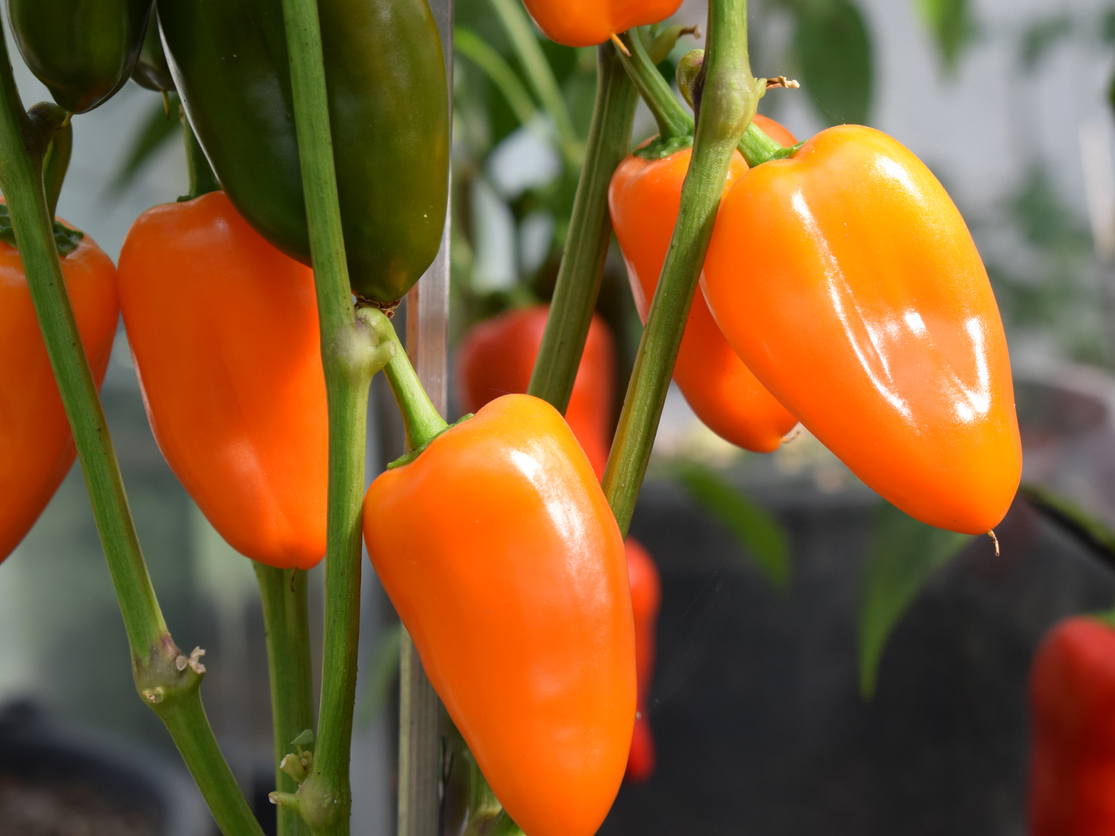 Bio Snackpaprika ‚Flynn‘, Paprikapflanze 
