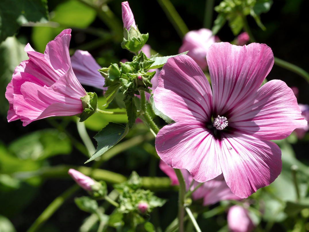 Bio Bechermalve Jungpflanze im 3-cm-Erdballen