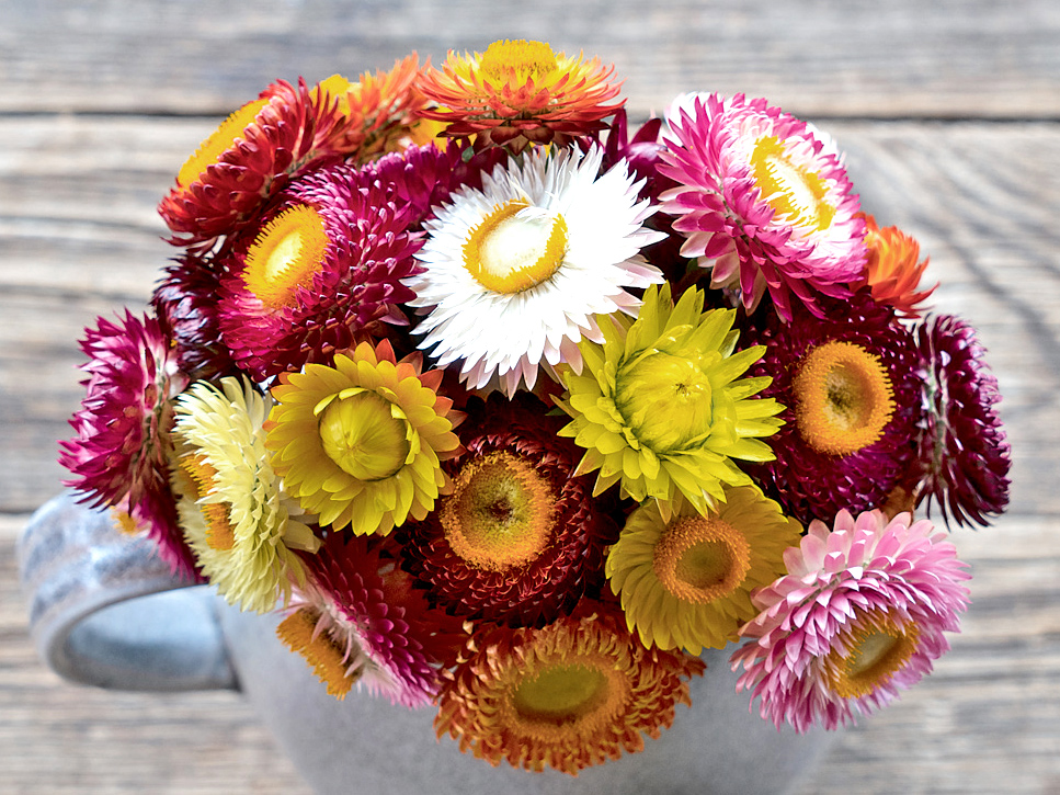 Bio Strohblumen Pflanzen ,Mix‘ 