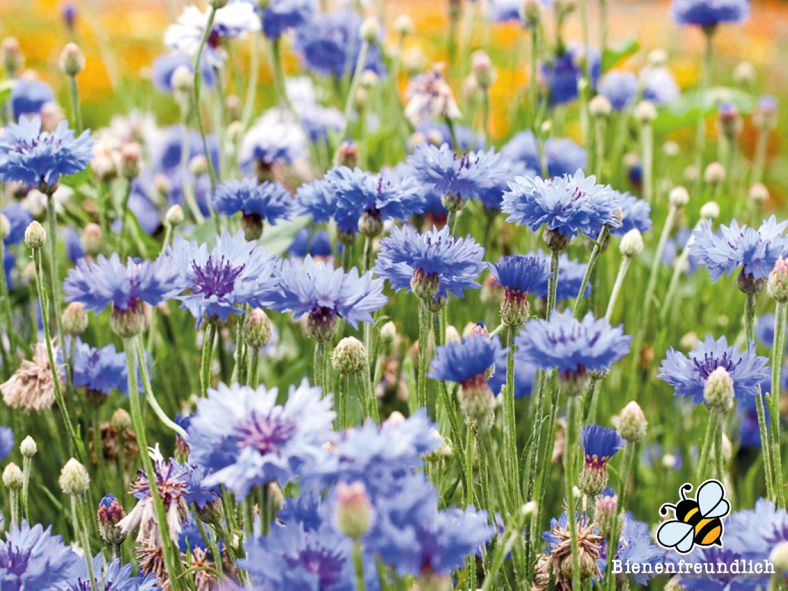 Bio Blumenpflanze ,Kornblume‘  im 3-cm-Erdballen 
