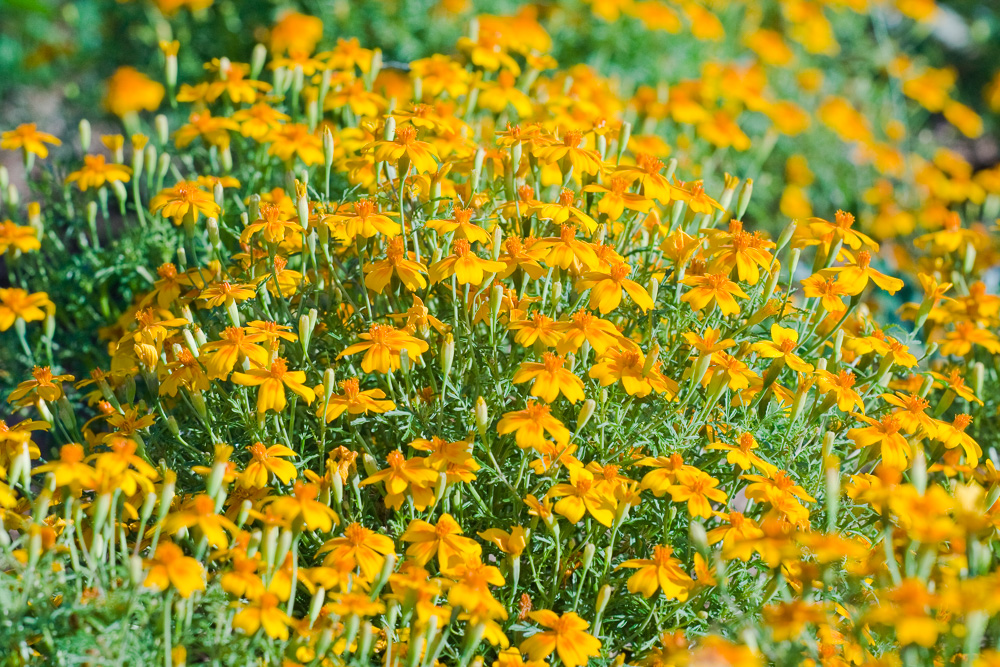 Saatgutbox ,Bienen Care Paket‘  