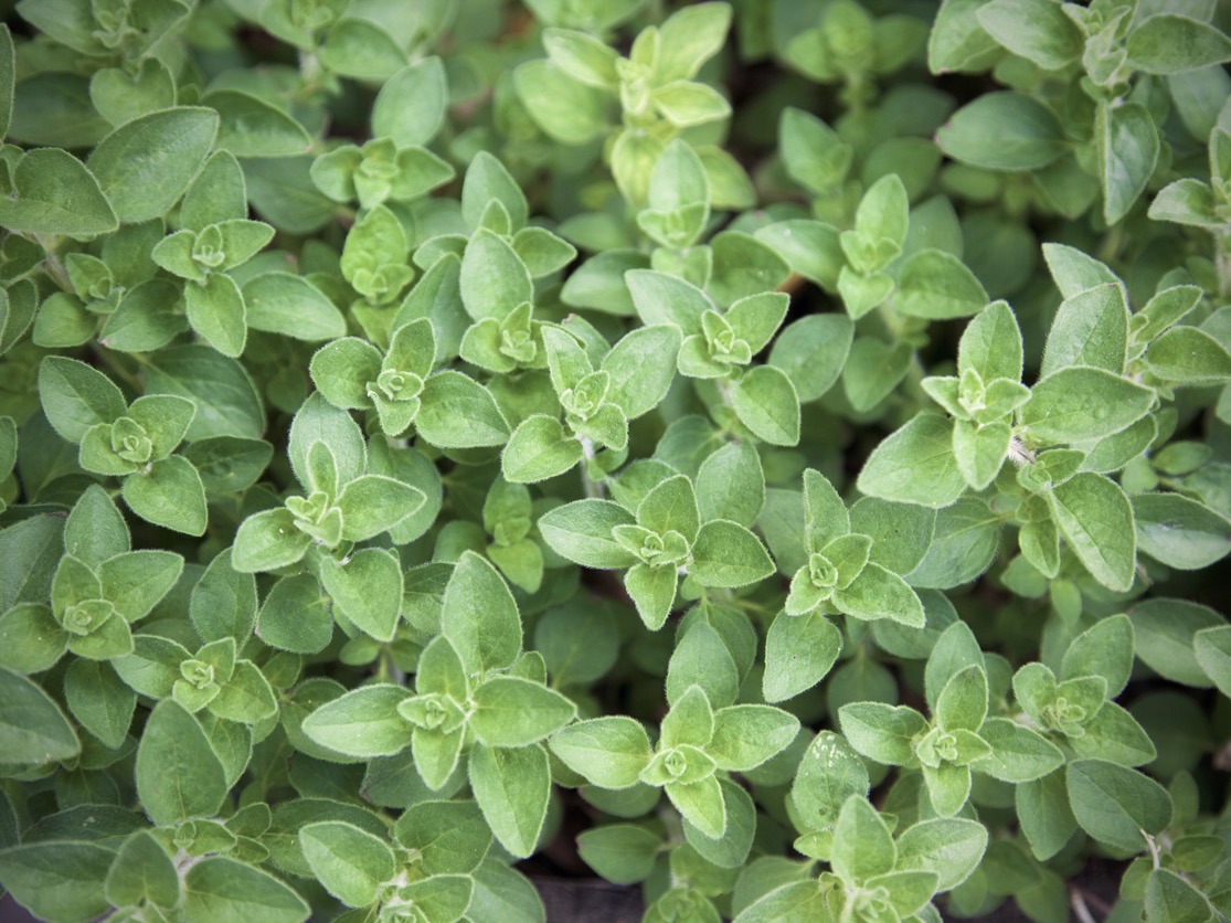 Bio-Oregano ,Griechischer‘ im 12-cm-Topf   