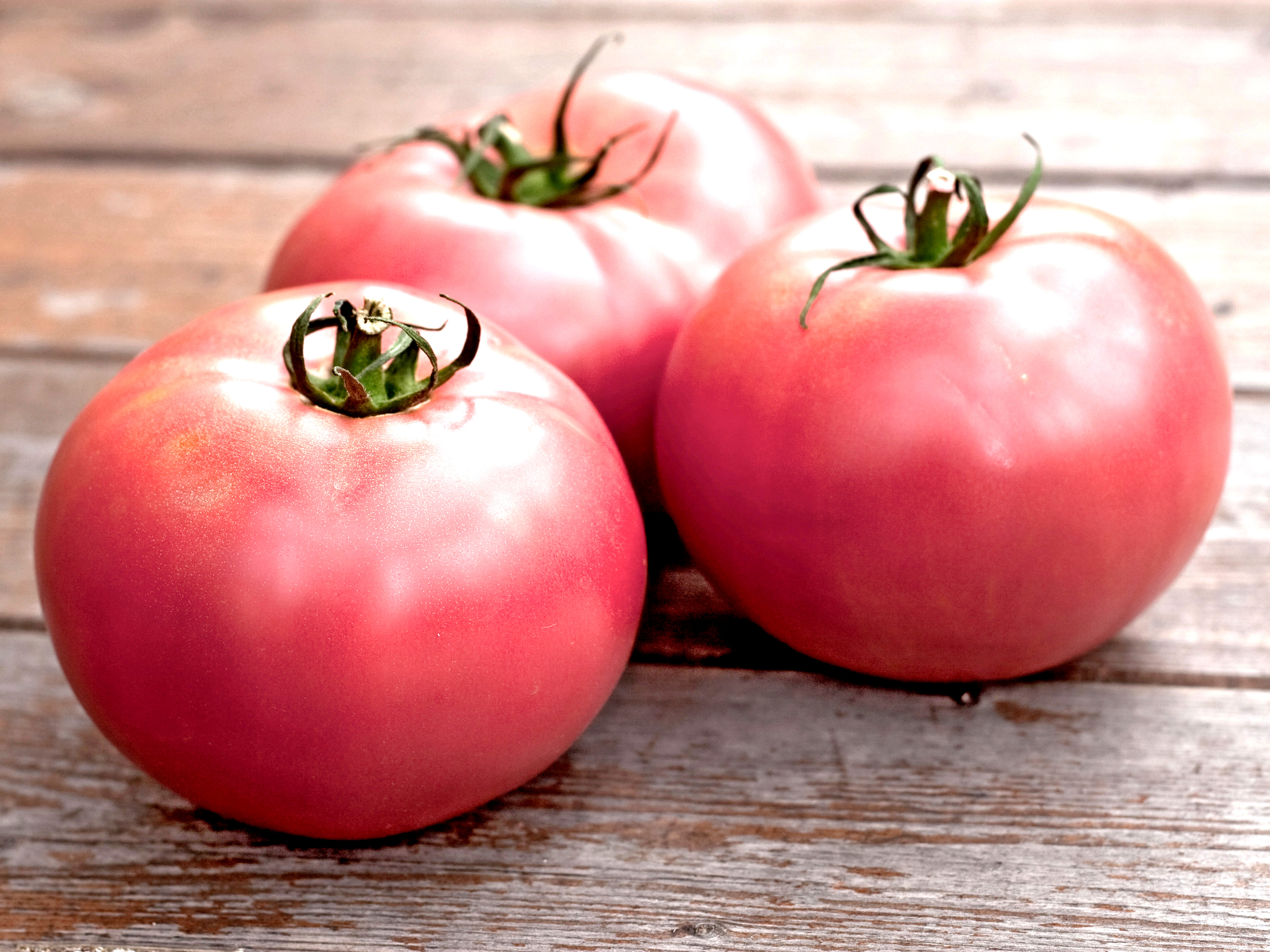 Bio Fleischtomate ‚Fuji Pink‘, Tomatenpflanze