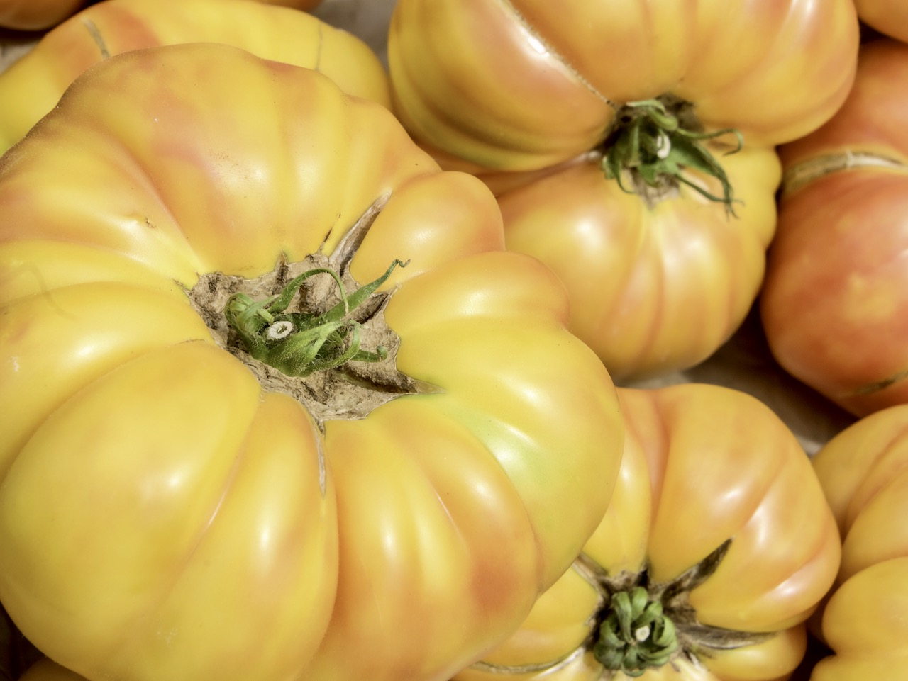 Bio-Tomatenpflanze ‚Ananas', im 7x7-cm-Erdballen 