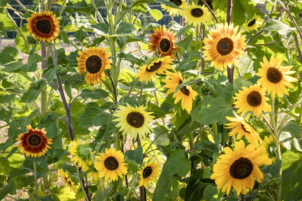 Saatgutbox ,Bienen Care Paket‘  