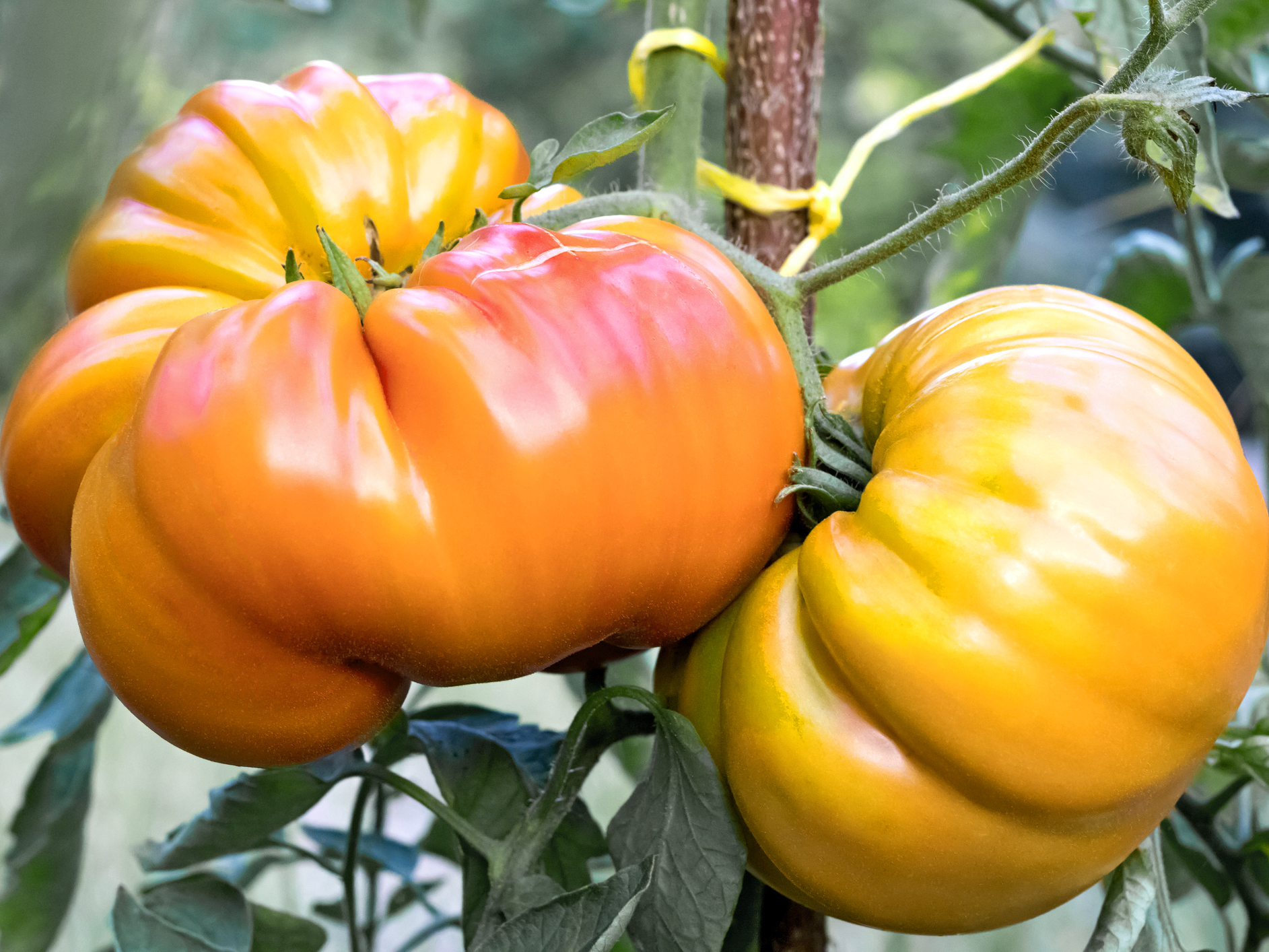 Bio Fleischtomate ‚Ananas‘, Tomatenpflanze