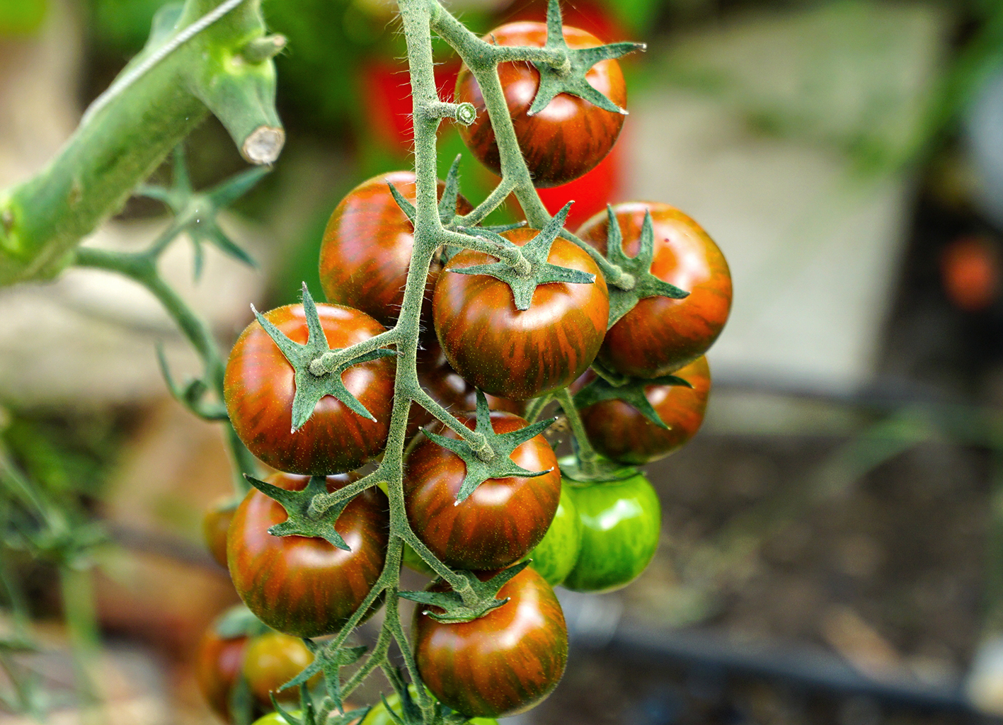 Üppige Traube mit auffällig braun-rot gestreiften ‚Tiger Cocktail‘-Bio-Tomaten am Stamm
