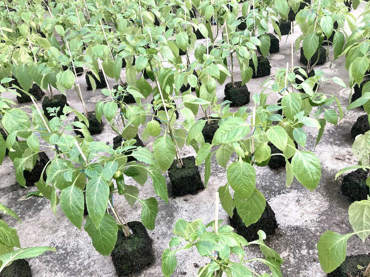 ANGEBOT_Bio Paprikapflanze ‚Bendigo‘, Blockpaprika grün->rot