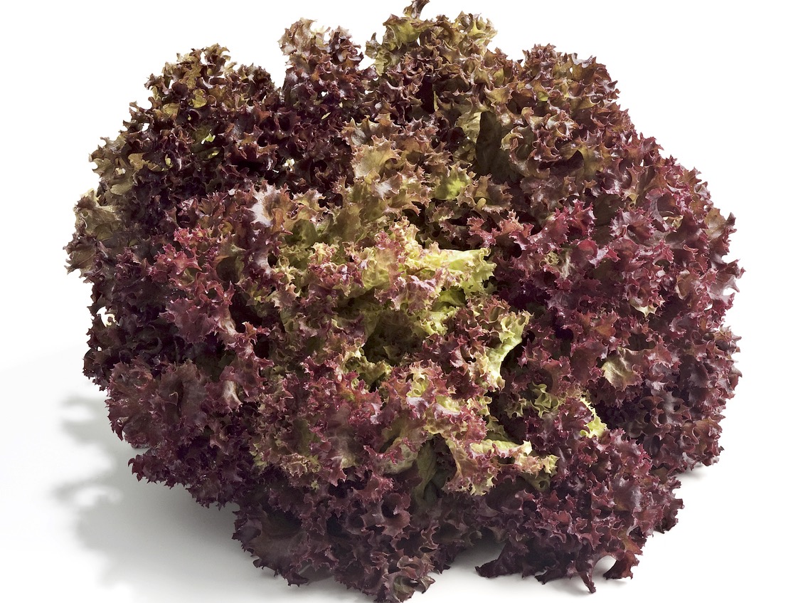 Bio-Lollo Rosso-Pflanze  'Traject' im 3,8-cm-Erdballen