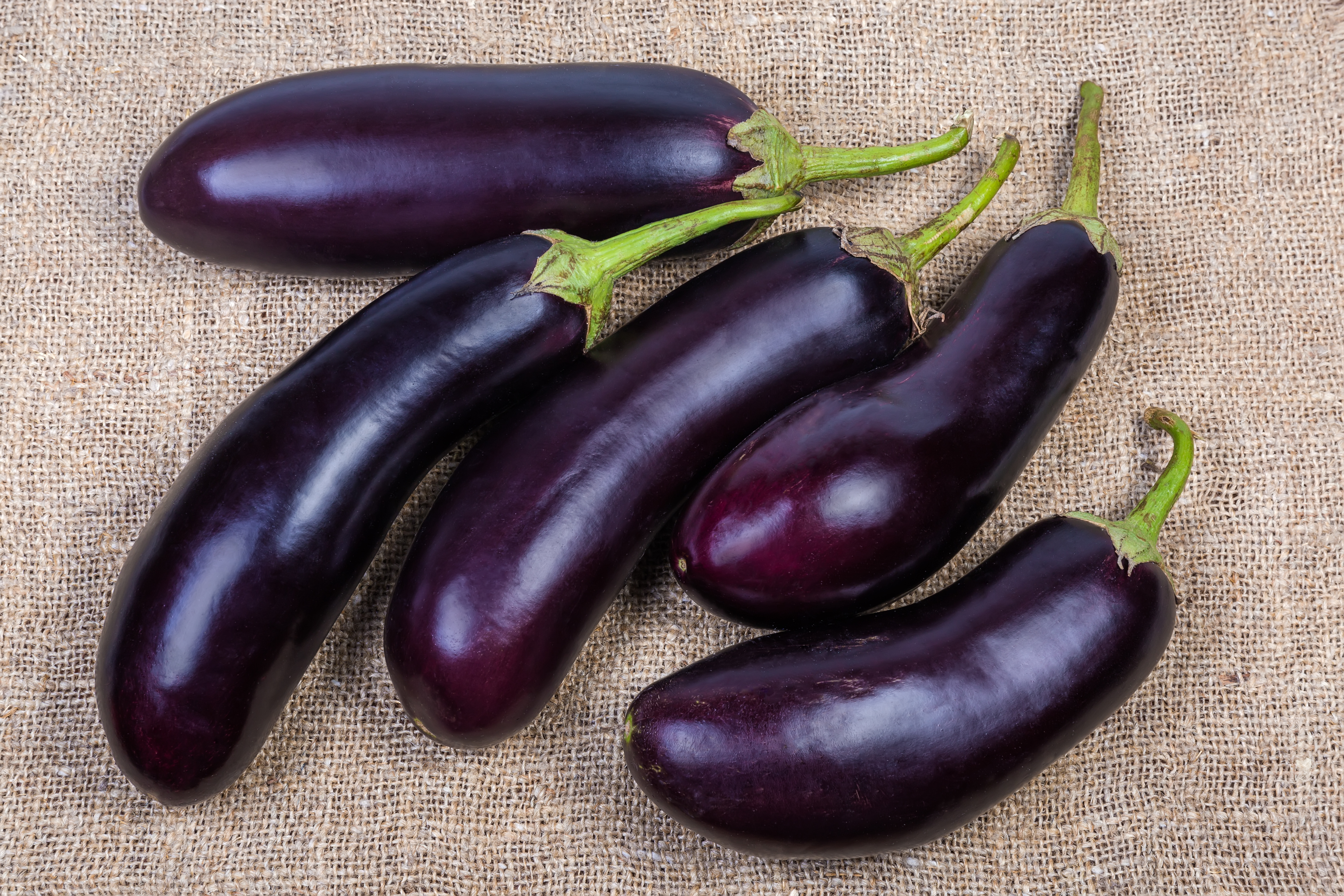 Auberginen sind nicht nur lecker, sie sind auch gesund Glänzende dunkelviolette Bio-Auberginen