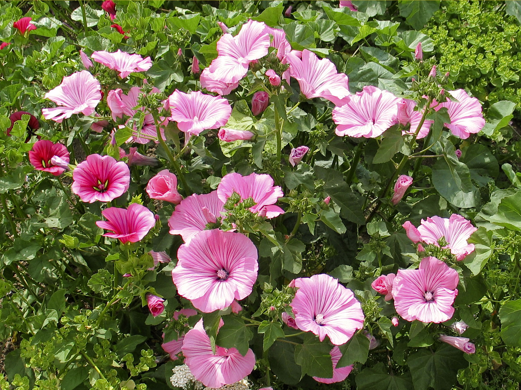 Bio Bechermalve Jungpflanze im 3-cm-Erdballen