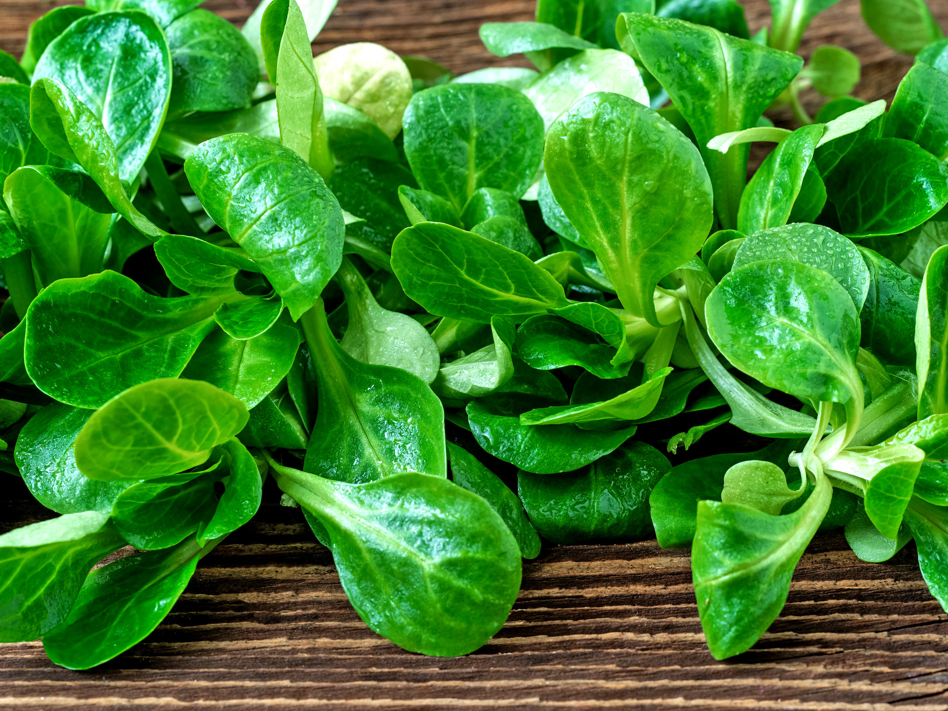 Bio-Feldsalat Pflanze ,Elan‘, mit 6–8 Samen im 10er Set