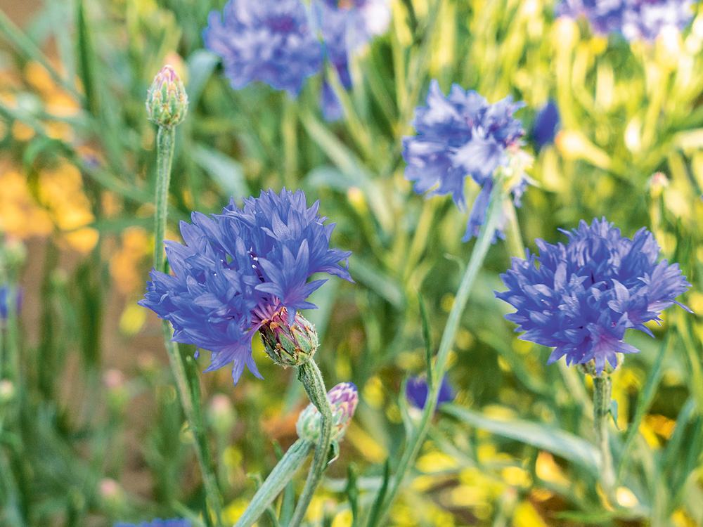 Saatgutbox ,Bienen Care Paket‘  