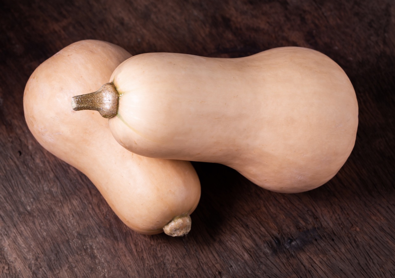 Bio Kürbispflanze ,Butternut‘ im 6-cm-Erdballen 