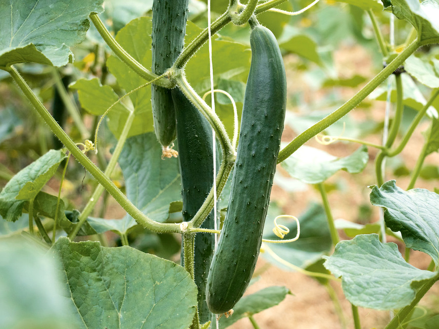 Bio Schlangengurke ‚Arola‘, Pflanze veredelt 