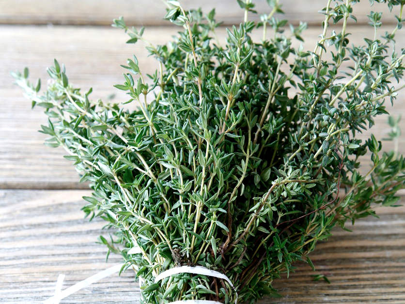 Bio Thymian ,Deutscher Winter‘ im 12-cm-Topf   