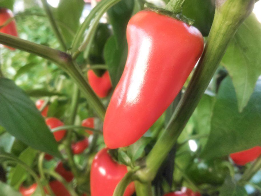 Bio Snackpaprika ‚Arwen‘, Paprikapflanze