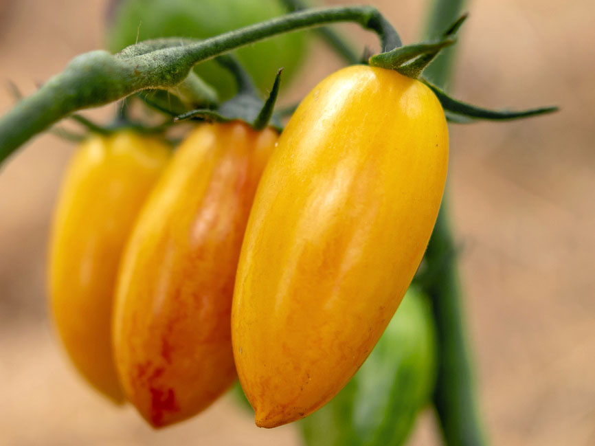 Bio Mini Sanmarzano Tomate ‚Artisan Blush Tiger‘, Tomatenpflanze 