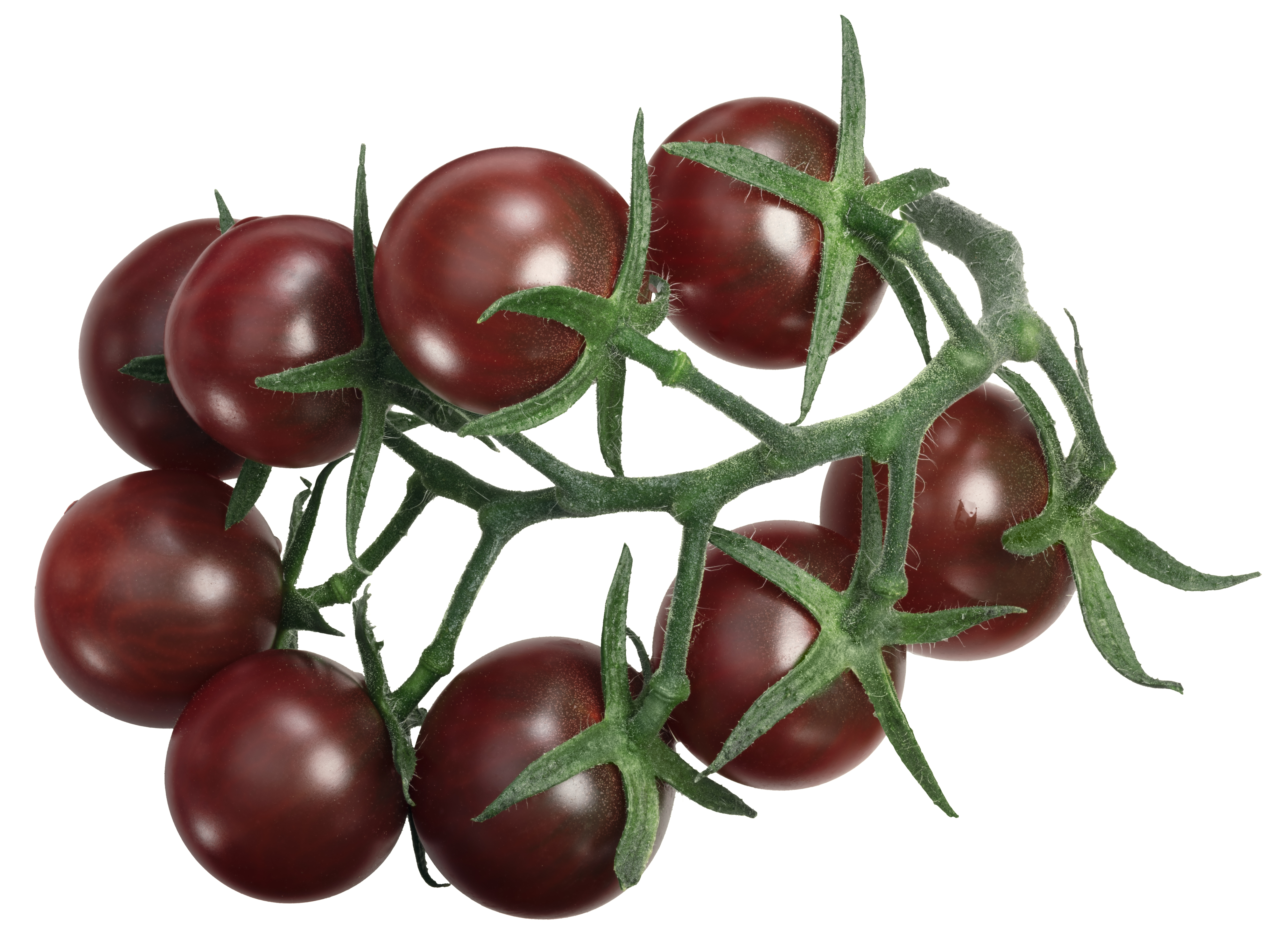 Bio-Tomatenpflanze ‚Black Cherry', im 7x7-cm-Erdballen 