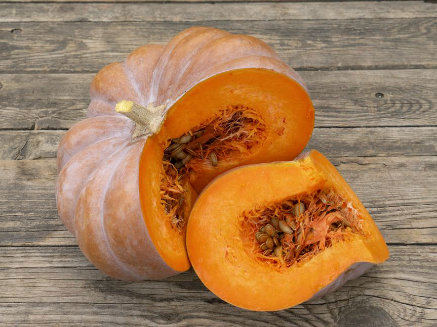 Bio Kürbispflanze ,Muscat de Provence‘  