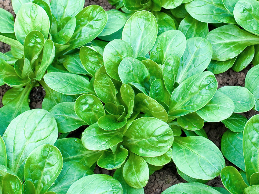 Bio-Feldsalat Pflanze ,Elan‘, mit 6–8 Samen im 10er Set