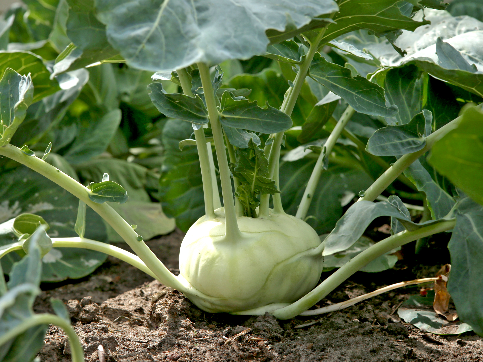 Bio Kohlrabipflanze ,Lech‘ im 3,8-cm-Erdballen