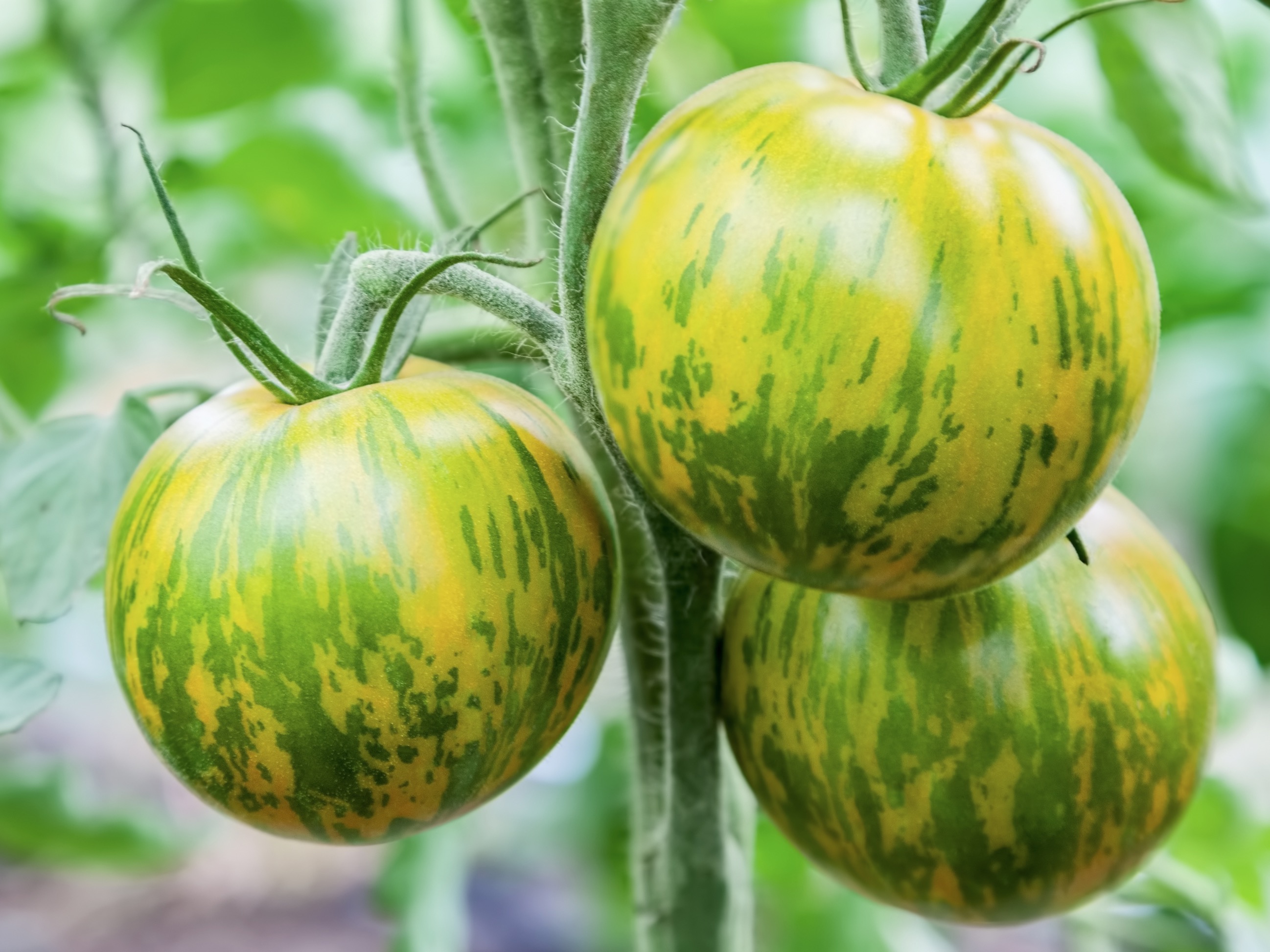 Bio-Tomatenpflanze ‚Green Zebra', im 7x7-cm-Erdballen 