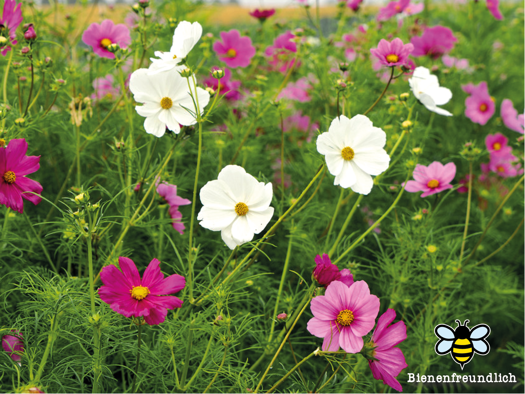 Bio Cosmea ,Farbmischung‘ Jungpflanze im 3-cm-Erdballen