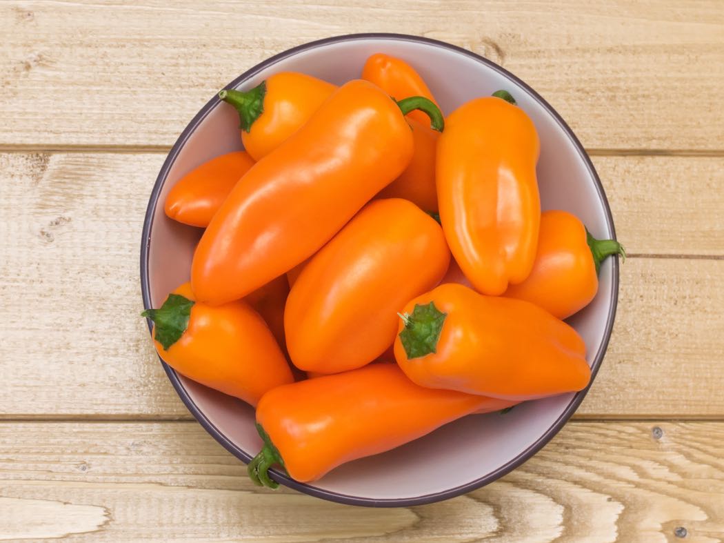 Bio Snackpaprika ‚Flynn‘, Paprikapflanze 