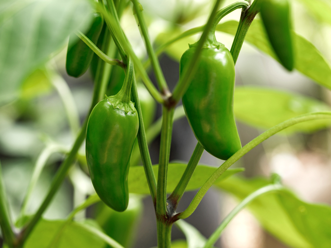 Bio Peperoni ‚Jalapeno Ruben‘, Peperonipflanze