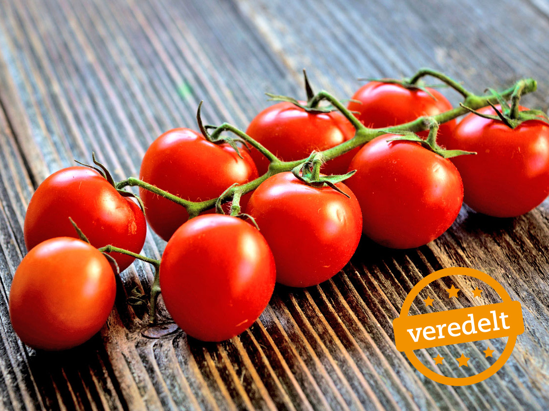 Bio Cherrytomate ‚Trixi‘, Tomatenpflanze veredelt 