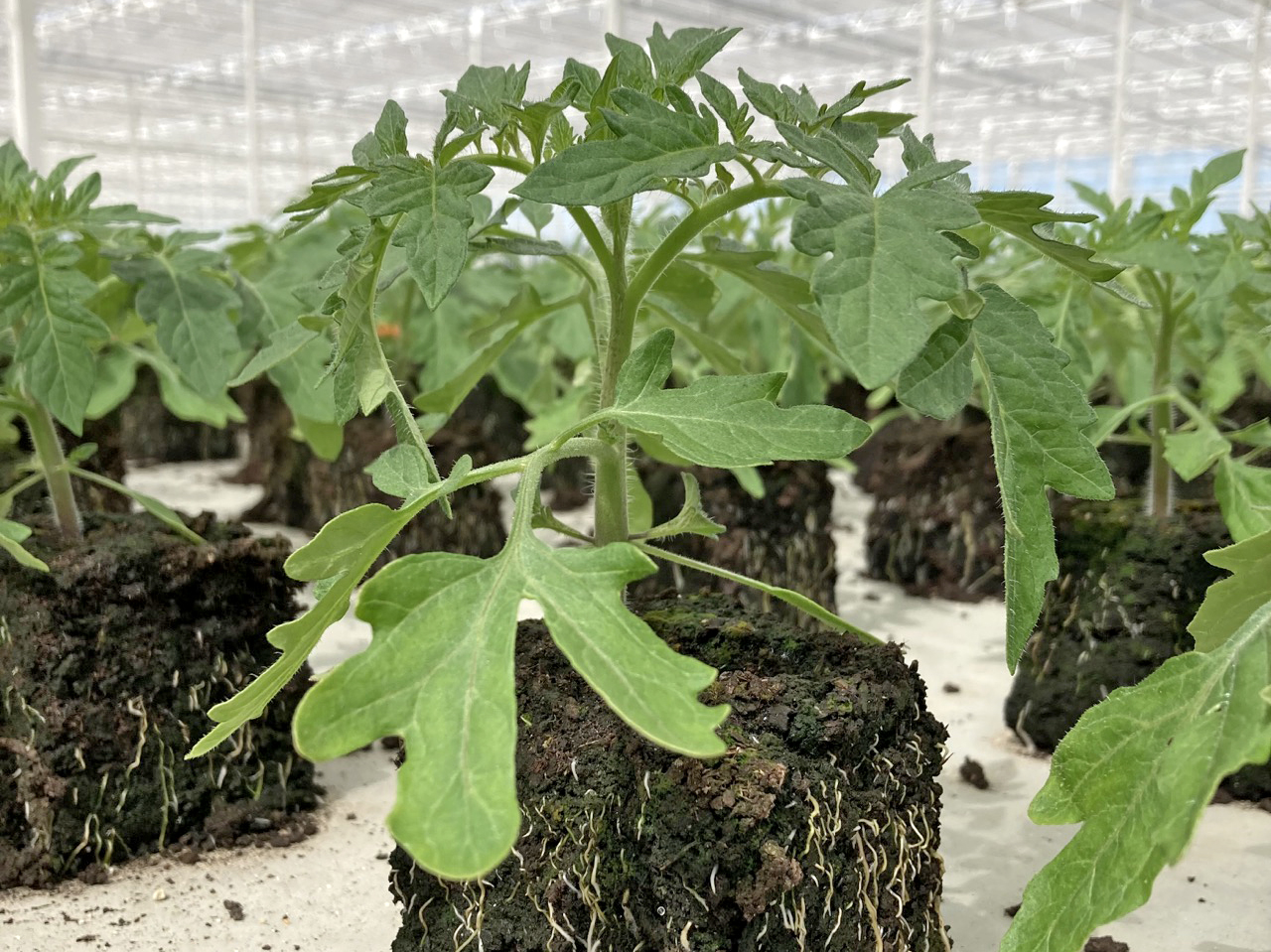 Bio Cherrytomate ‚Bolstar Baloe‘, Tomatenpflanze 