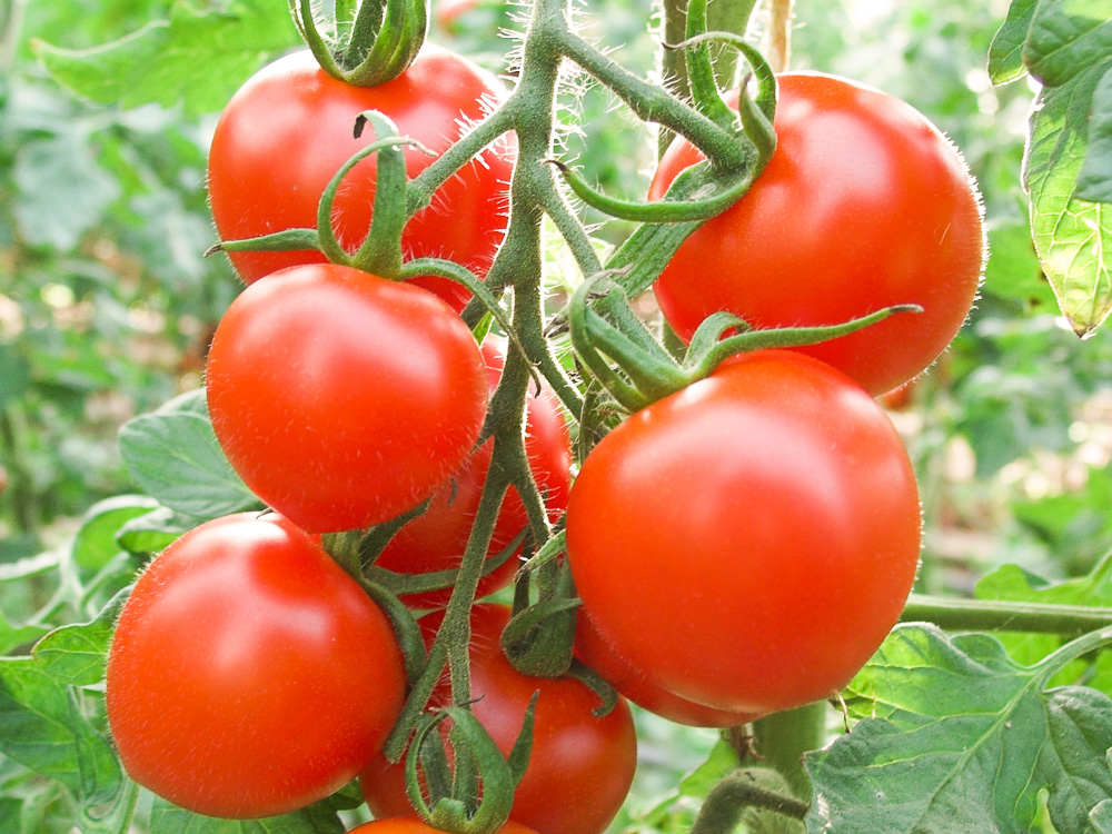 Bio Cocktailtomate ‚Ruthje‘, Tomatenpflanze