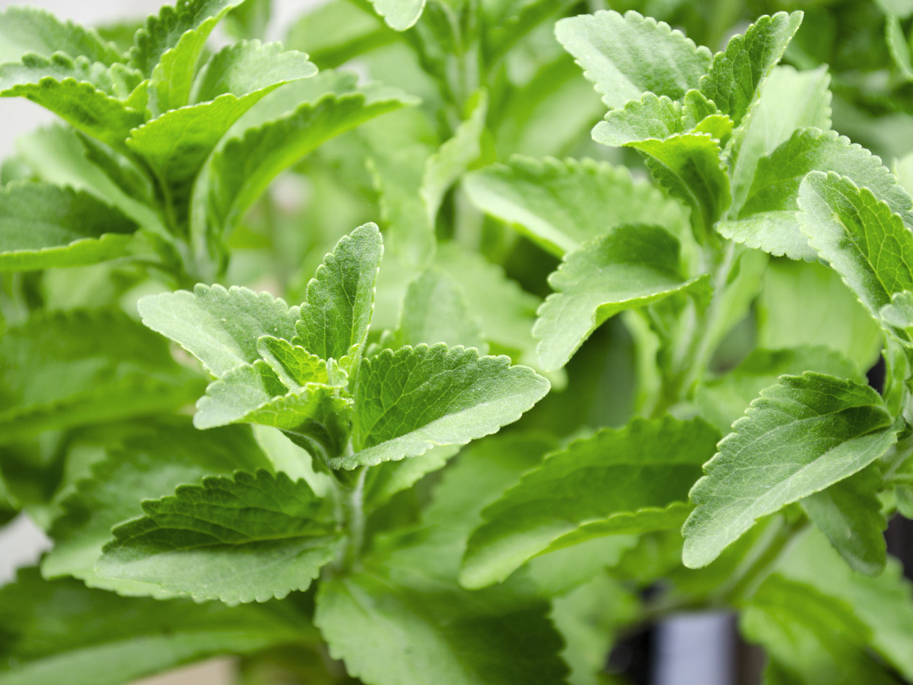 Bio-Süßkraut ,Stevia‘ im 12-cm-Topf  