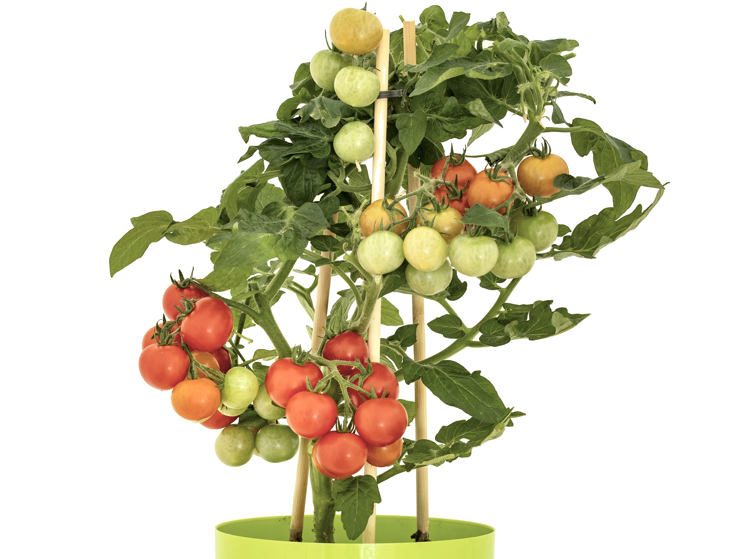 Bio-Tomatenpflanze ‚Balkonstar', im 7x7-cm-Erdballen 