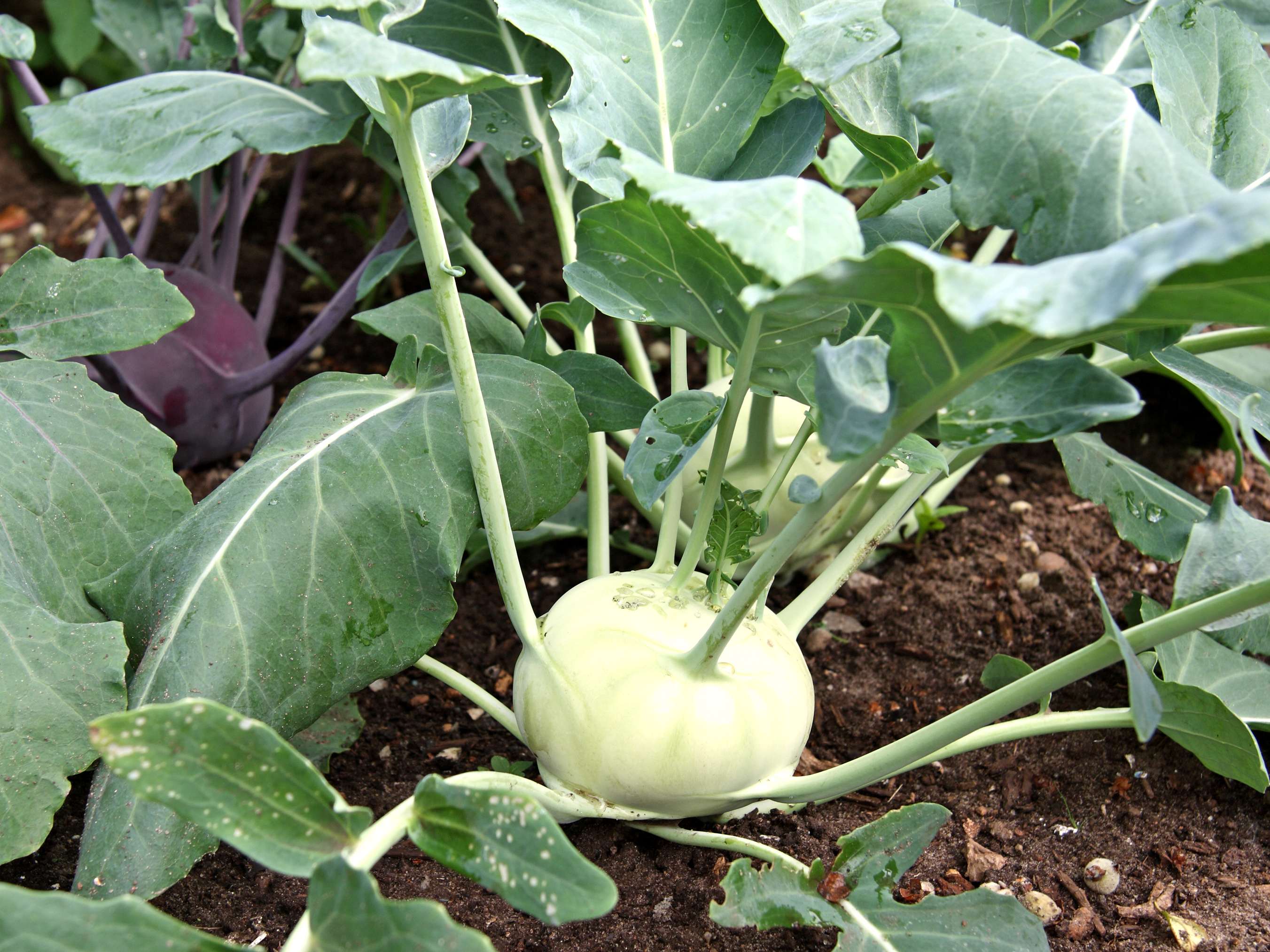 Bio-Kohlrabipflanze  ,Lech‘, im 3,8-cm-Erdballen